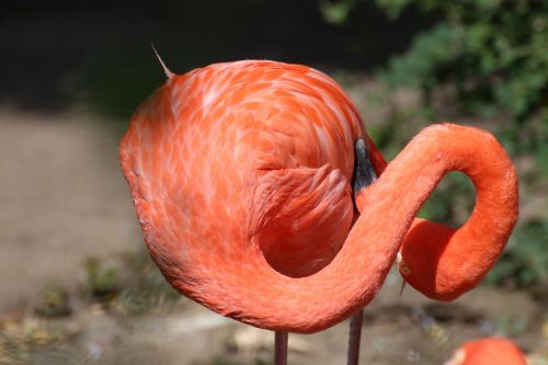 flamingo animal zoo