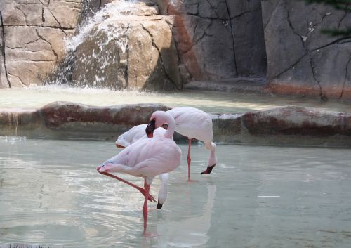 flamingo flamingos nature