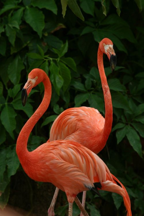 flamingo pink beautiful