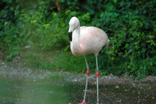 flamingo zoo zurich