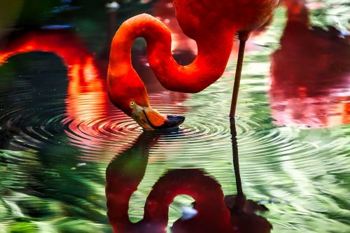 flamingo bird macro