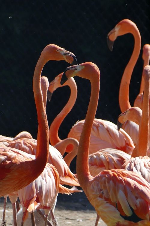 flamingo water wing