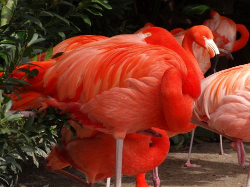 flamingo bird nature