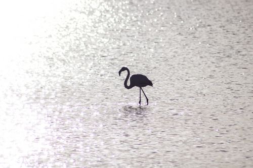 flamingo water sun