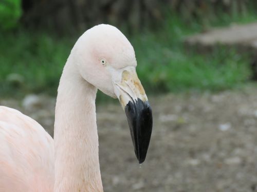 flamingo bird zoo