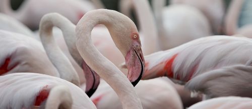 flamingo portrait greater flamingo