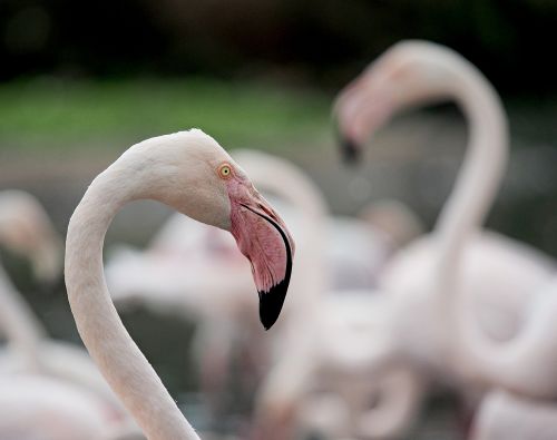 flamingo portrait greater flamingo