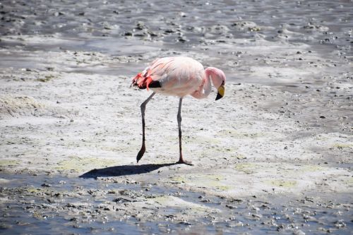 flamingo bolivia pink
