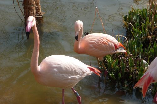 flamingo stand water