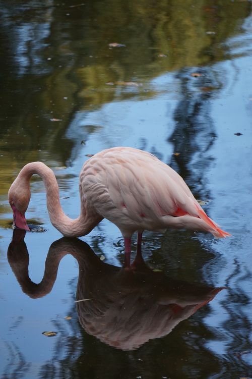 flamingo pink bird