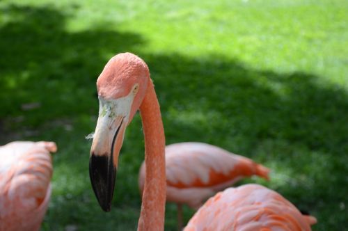flamingo rosa nature