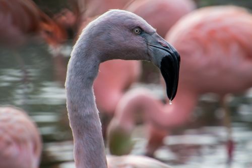 flamingo bird pink