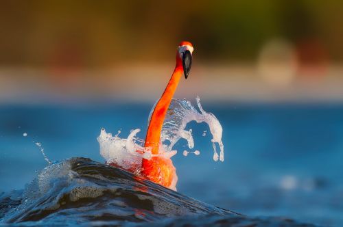 flamingo splash lake
