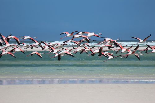 flamingo beach sea