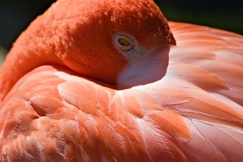 flamingo bird sleepy