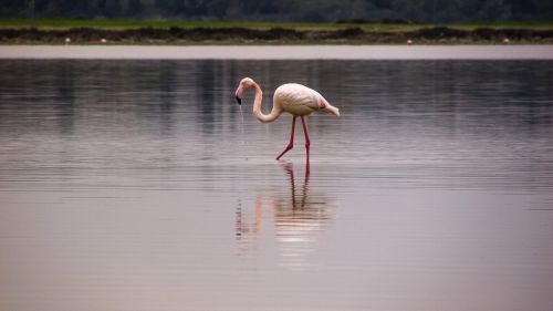 flamingo bird migratory