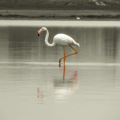 flamingo bird migratory