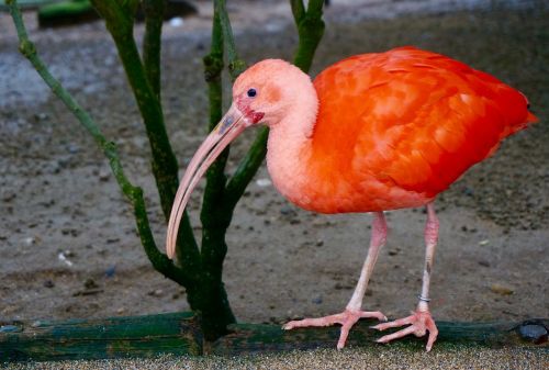 flamingo birds red new