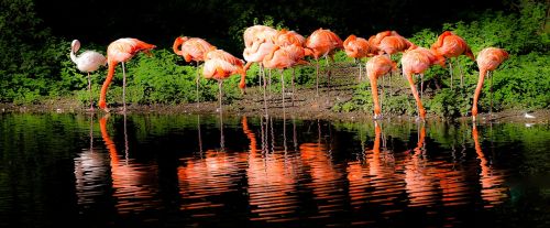 flamingo lake krefeld
