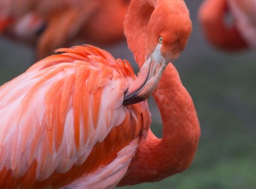 flamingo orange wild