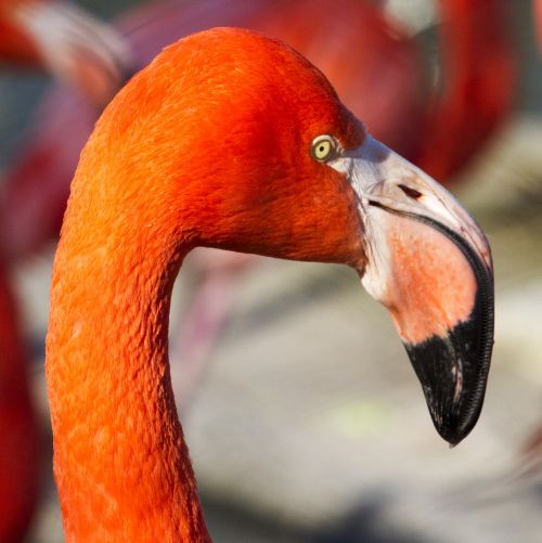 flamingo zoo orange