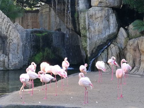 flamingo bird waterfall