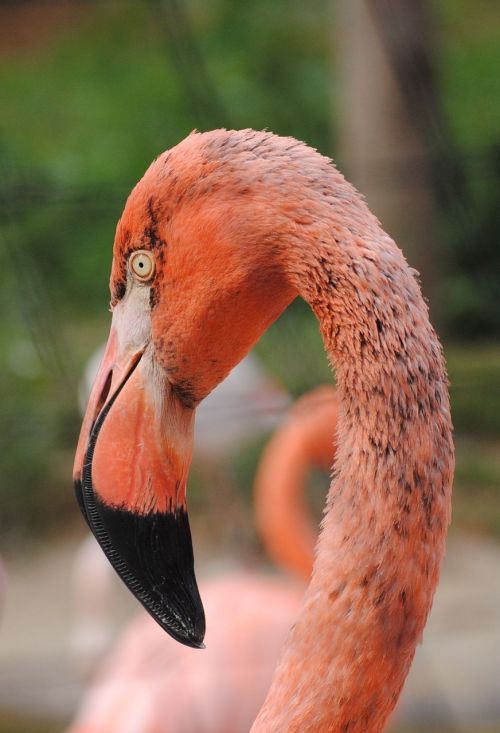 flamingo bird zoo