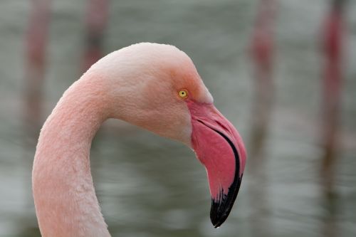 flamingo bird pink flamingo