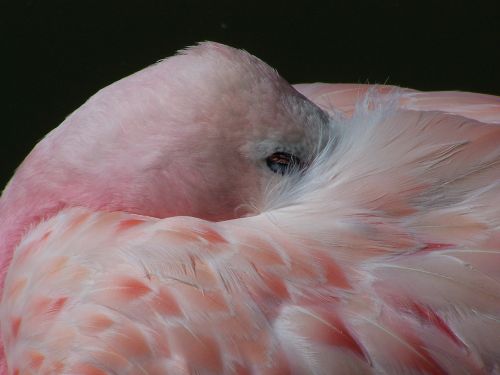 flamingo bird pink