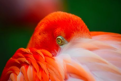 flamingo bird wildlife