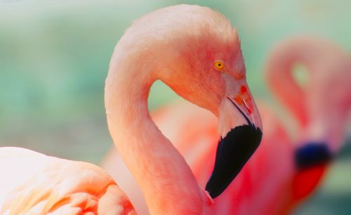 flamingo bird wildlife