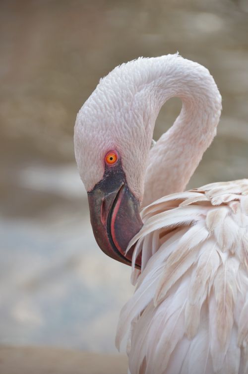 flamingo looking bird