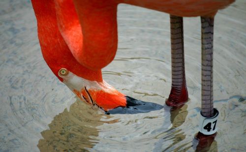 flamingo bird fowl
