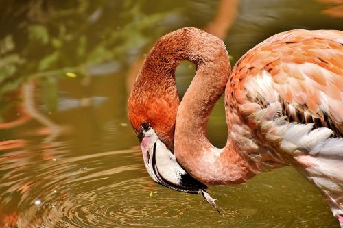flamingo birds water bird