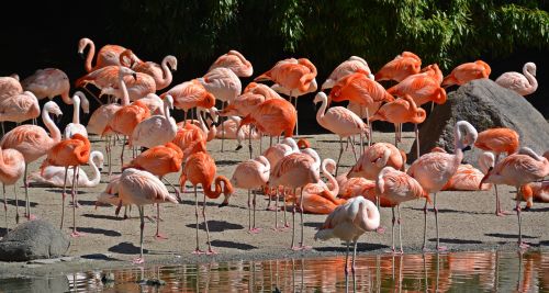 flamingo bird pink flamingo
