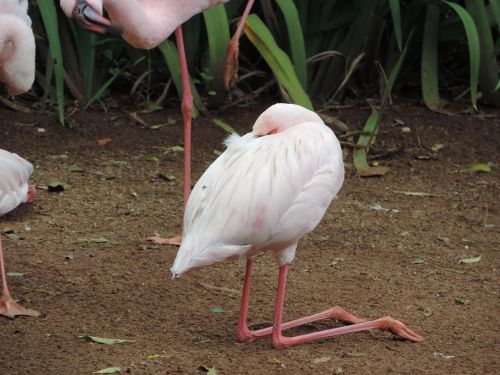 flamingo animal world birds