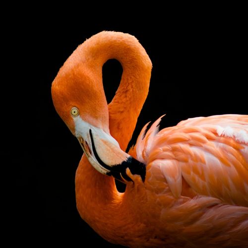 flamingo bird pink