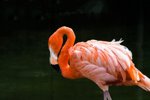 flamingo bird pink