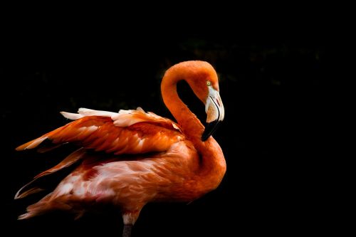 flamingo bird orange