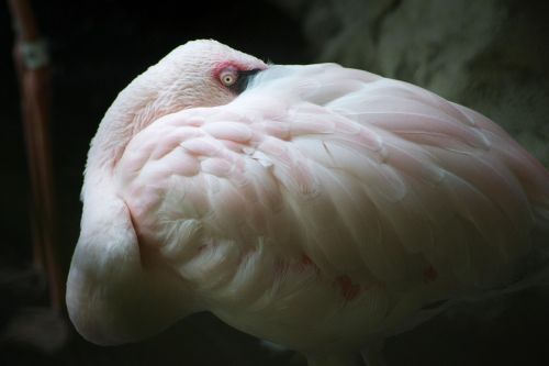 flamingo zoo bird