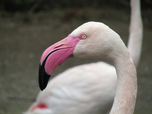 flamingo bird pink