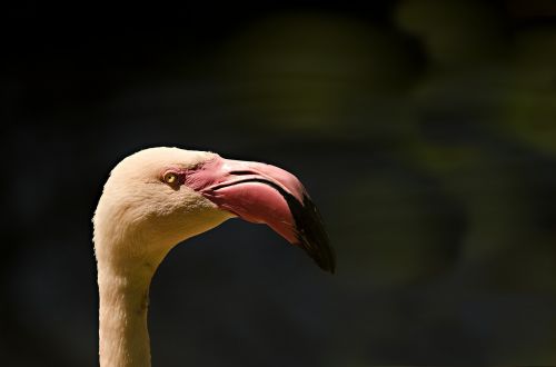 flamingo animal portrait bird