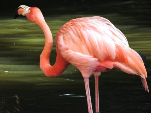flamingo water birds exotic birds