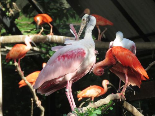 flamingo water birds exotic birds