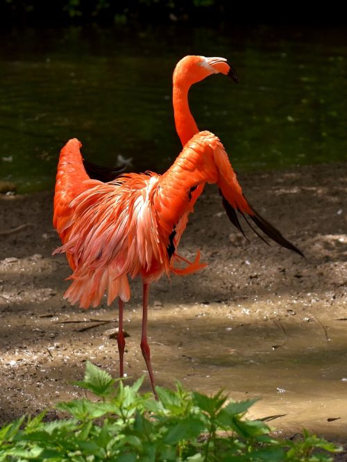 flamingo birds water bird