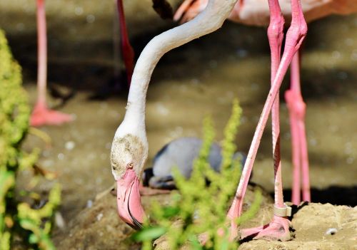 flamingo bird pink