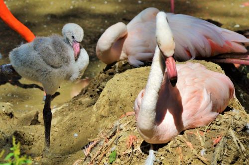 flamingo young animal bird