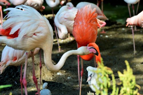 flamingo bird pink