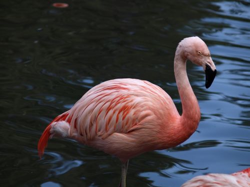 flamingo red bird