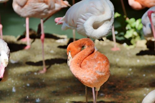 flamingo bird pink